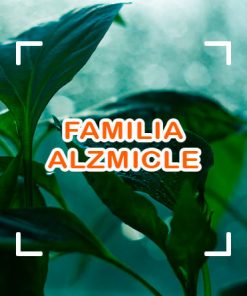 Almizcle