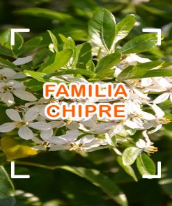 Chipre