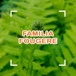 Fougére