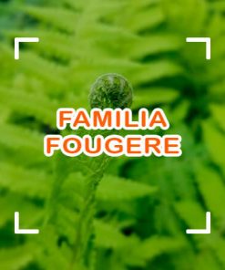 Fougére