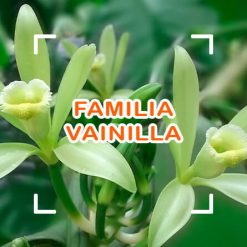 Vainilla