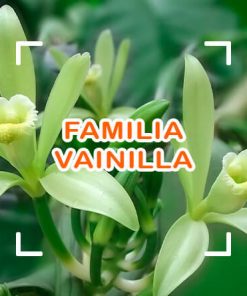 Vainilla
